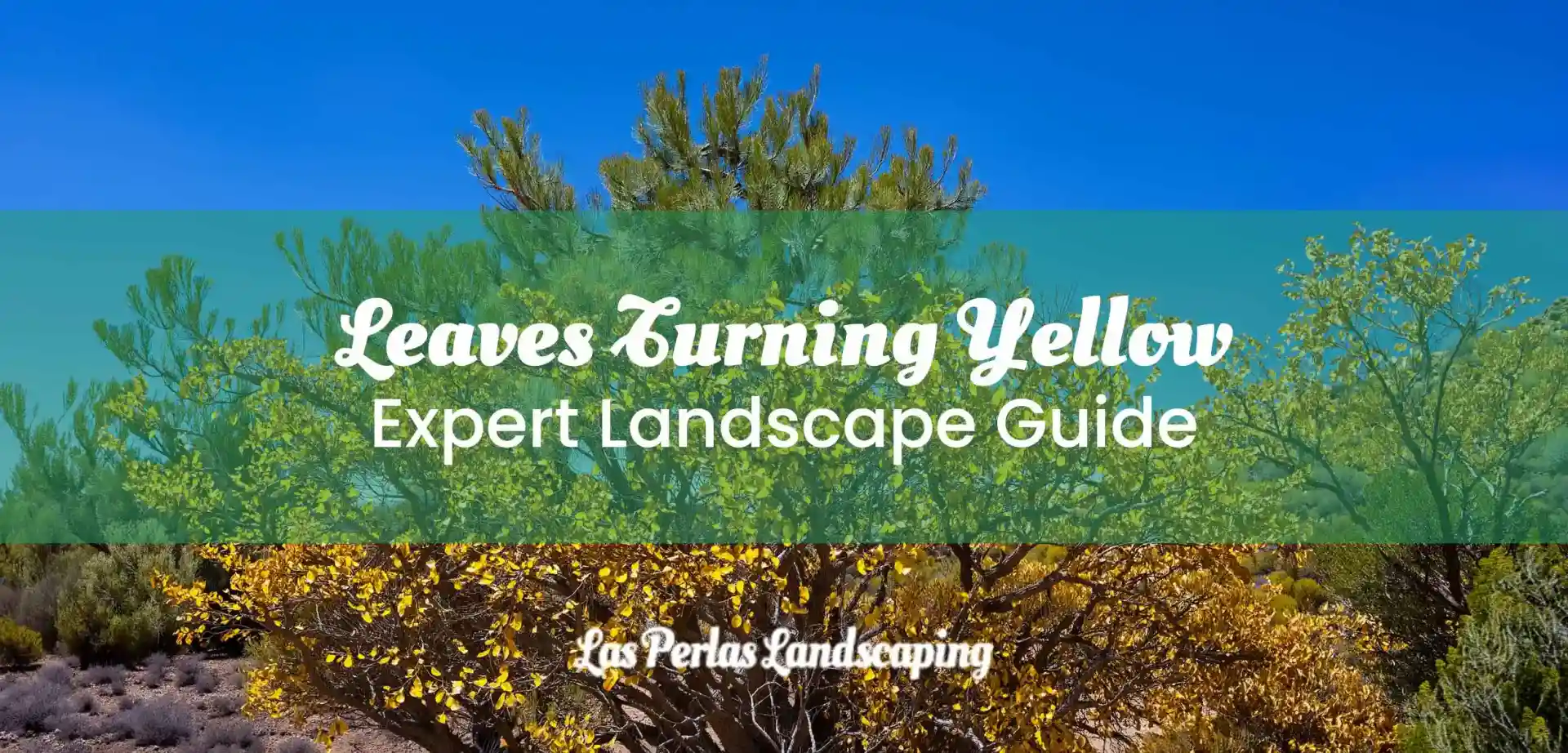 Why Are Desert Tree Leaves Turning Yellow